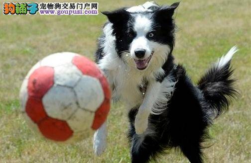 狗狗乱入足球赛，歪打正着挡下射门球