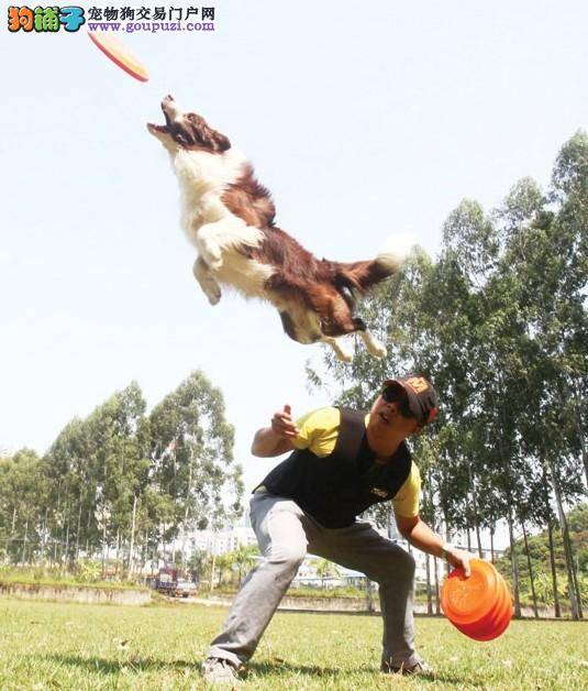 南宁超级玩家训练狗狗玩飞盘欲参加国际比赛