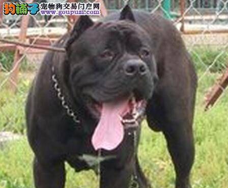 教育从小开始 培养优秀的卡斯罗犬应掌握哪些方法