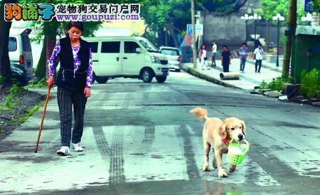 懂事金毛犬过马路帮主人挡车子 怕车子伤着主人