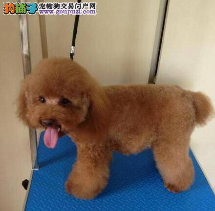 何以解忧？唯有买贵宾犬