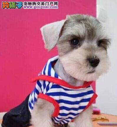 雪纳瑞总挠耳朵，咬腿是怎么回事