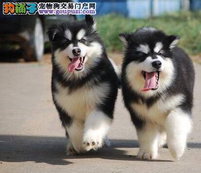 阿拉斯加雪橇犬喂养基础知识