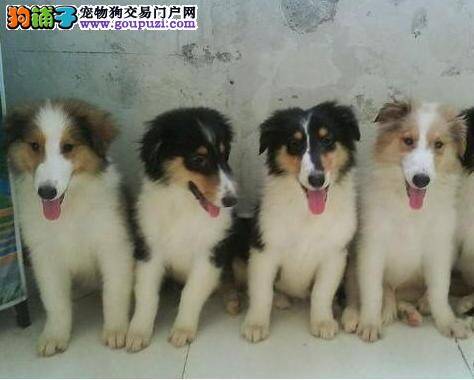 苏格兰牧羊犬不会上厕所应如何训练