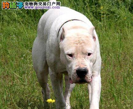 杜高犬总是随地大小便新宠主应如何应对