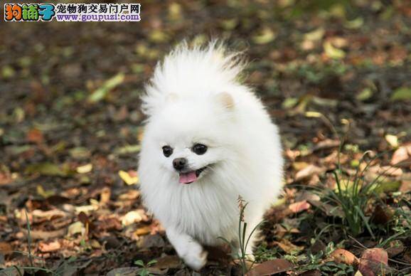 宠物狗选购入门 专家带你去购买纯种博美犬