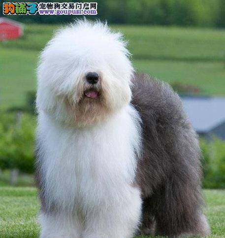 选择饲养古代牧羊犬应该知道的事