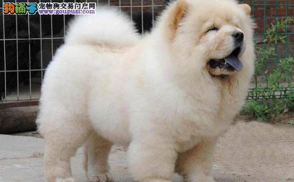 松狮犬眼屎多怎么办 清理眼屎很关键