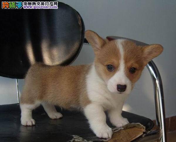 柯基犬细小治疗期间能吃东西吗