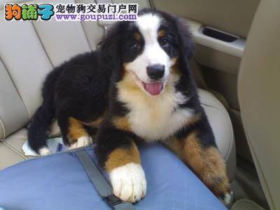 伯恩山犬这几天便血是什么毛病