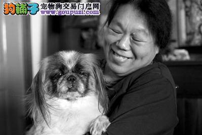 会做算数的北京犬大头