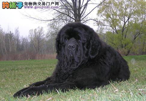 关于纽芬兰犬常见疾病的患病原因和防治方法