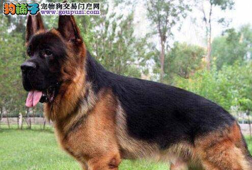 德国牧羊犬吃草的问题要怎样解释