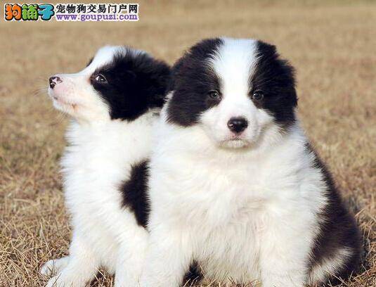 怎样买到容易饲养的边境牧羊犬
