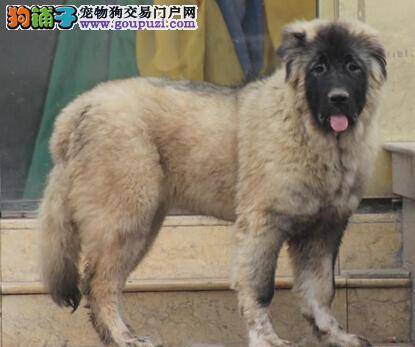 对于高加索犬来说冷热适宜的避暑方法有哪些