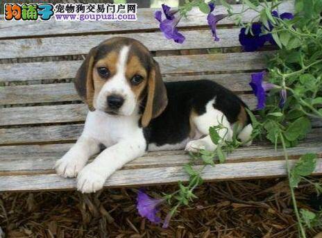 我家比格犬为什么会没有食欲精神不佳