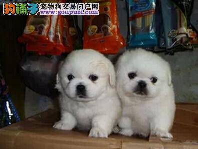 狗狗美容不可不知 京巴犬梳理毛发需用到哪些工具