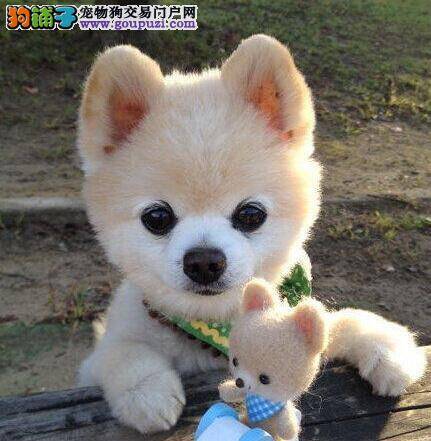 如何挑选纯种健康的博美幼犬进行饲养