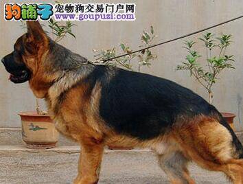 德国牧羊犬急促的呼吸代表着什么