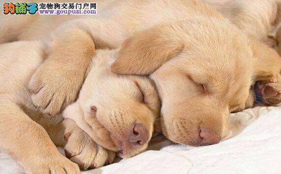 洗澡与修剪 给拉布拉多犬美容时不可缺少的步骤