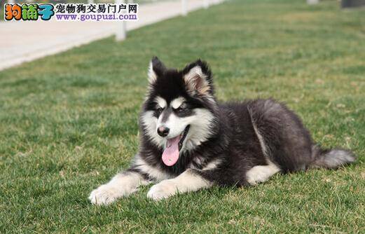 犬类美容培训 如何给阿拉斯加犬做彻底的美容