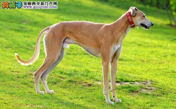 格力犬怎么养 了解饲养格力犬吧