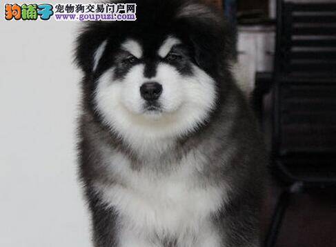 两个月的阿拉斯加犬吞了骨头怎么办