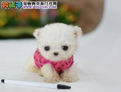 寻找百病之因 冬季如何避免茶杯犬患病