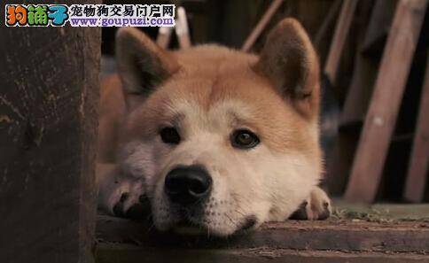 修剪狗狗头部的小技巧 秋田犬的头部美容方法