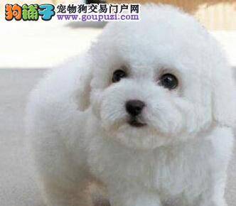 比熊犬抽搐，大便失禁口吐白沫怎么办