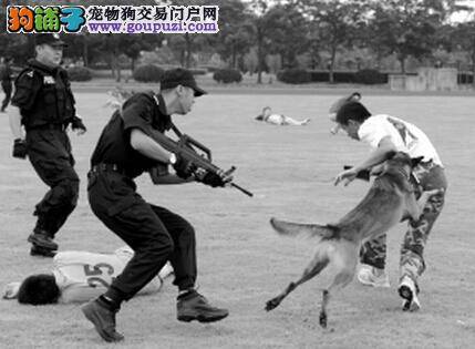 安保警犬搜爆团队亮相南京青奥会