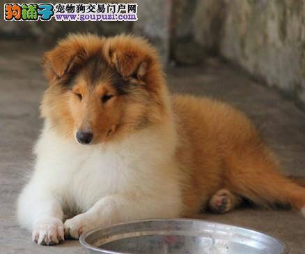 怎样从不同的角度来挑选苏格兰牧羊犬幼犬