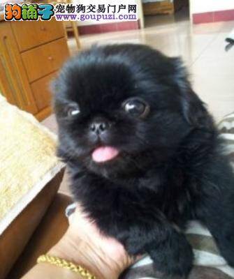 京巴狗得了皮肤病不知道该怎么治疗