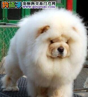 松狮犬眼睛周围出现泪痕应如何去除