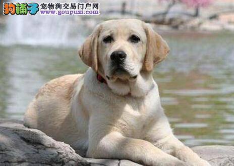 慧眼识健康 拉布拉多犬最近总吐是怎么回事