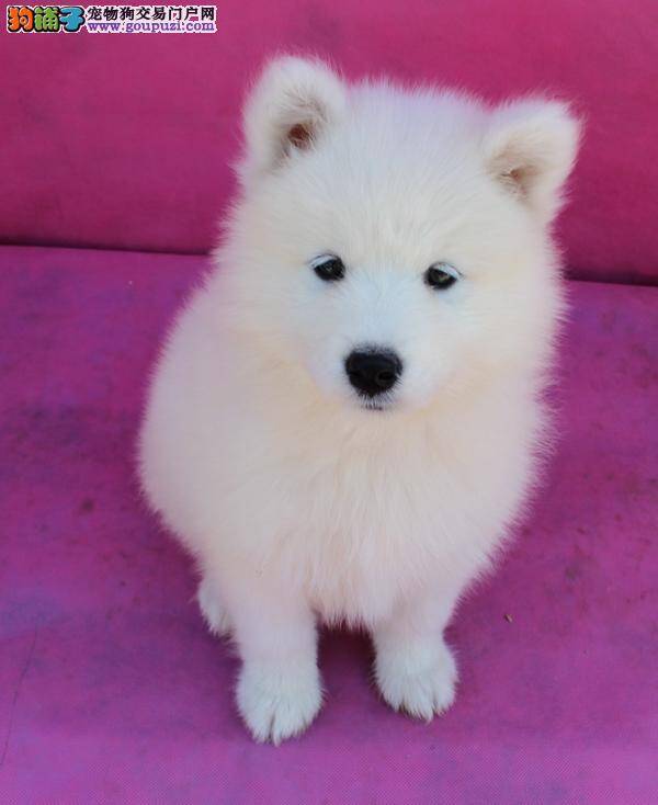 不小心被银狐犬咬伤了，如何处理伤口