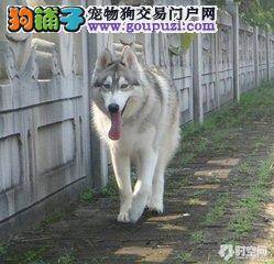 步入老年的哈士奇伴侣犬要这样照顾