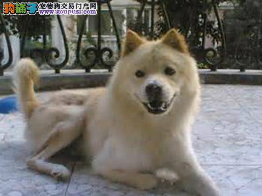 狗狗巧区分 熟知日本柴犬和秋田犬的外观差别