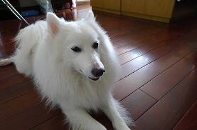 银狐犬得细小第五天该怎么治疗