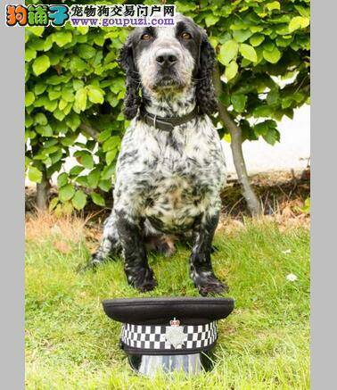英国警犬有特殊能力 利用敏锐嗅觉找出嫌犯