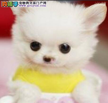 训练有方法 轻松提高茶杯犬的胆量