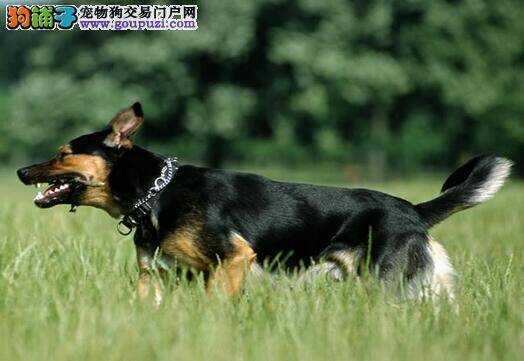 导致狼狗产生攻击行为的8点因素