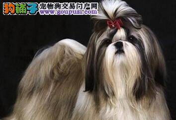 爱宠大全 怎样护理西施犬的牙齿越来越好