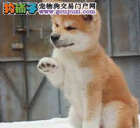 巧给幼犬断奶法 离乳期的秋田犬幼犬应如何对待