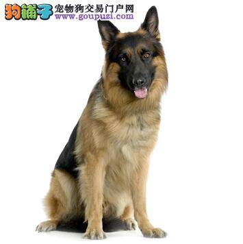 学习狗语用处大 如何能听懂狼狗所说的“话”