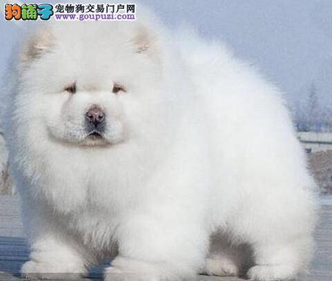 选购松狮犬时你一定需要注意的几大要点