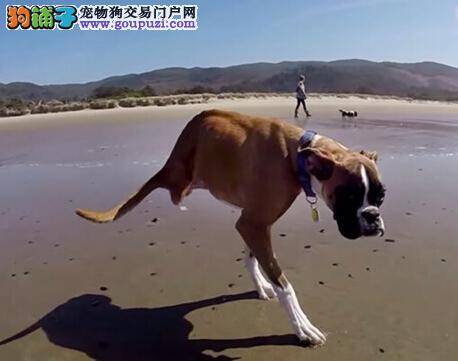 爱狗人士家中母犬产八崽 主人想送人领养