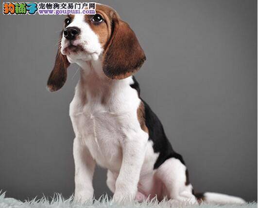 科学喂食比格犬  定时定点定量定温