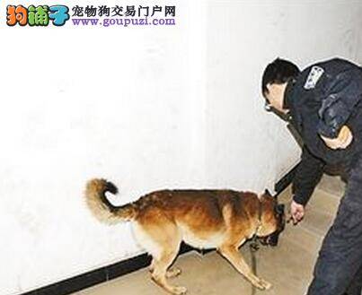 警犬如子 记录女训犬员与警犬间的故事