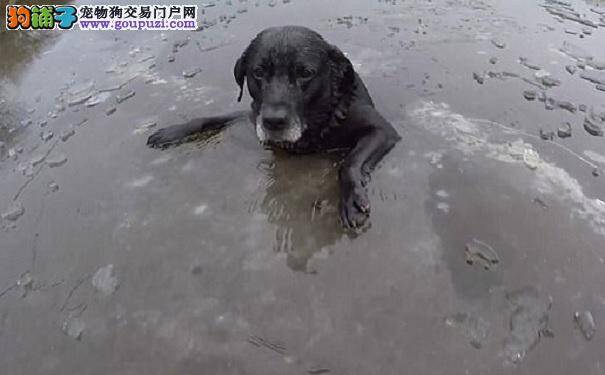 英国一宠物狗被困冰面 救援者匍匐施救
